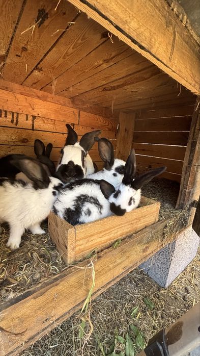 srokacze niemieckie młode