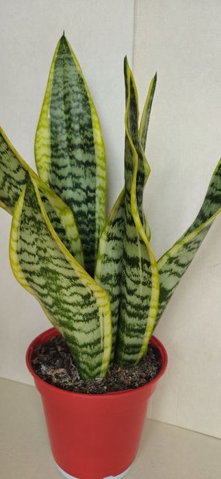 Planta Espada de São Jorge Vaso 14 cm