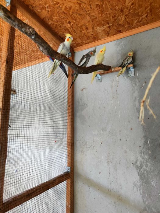 Sprzedam papugi nimfy