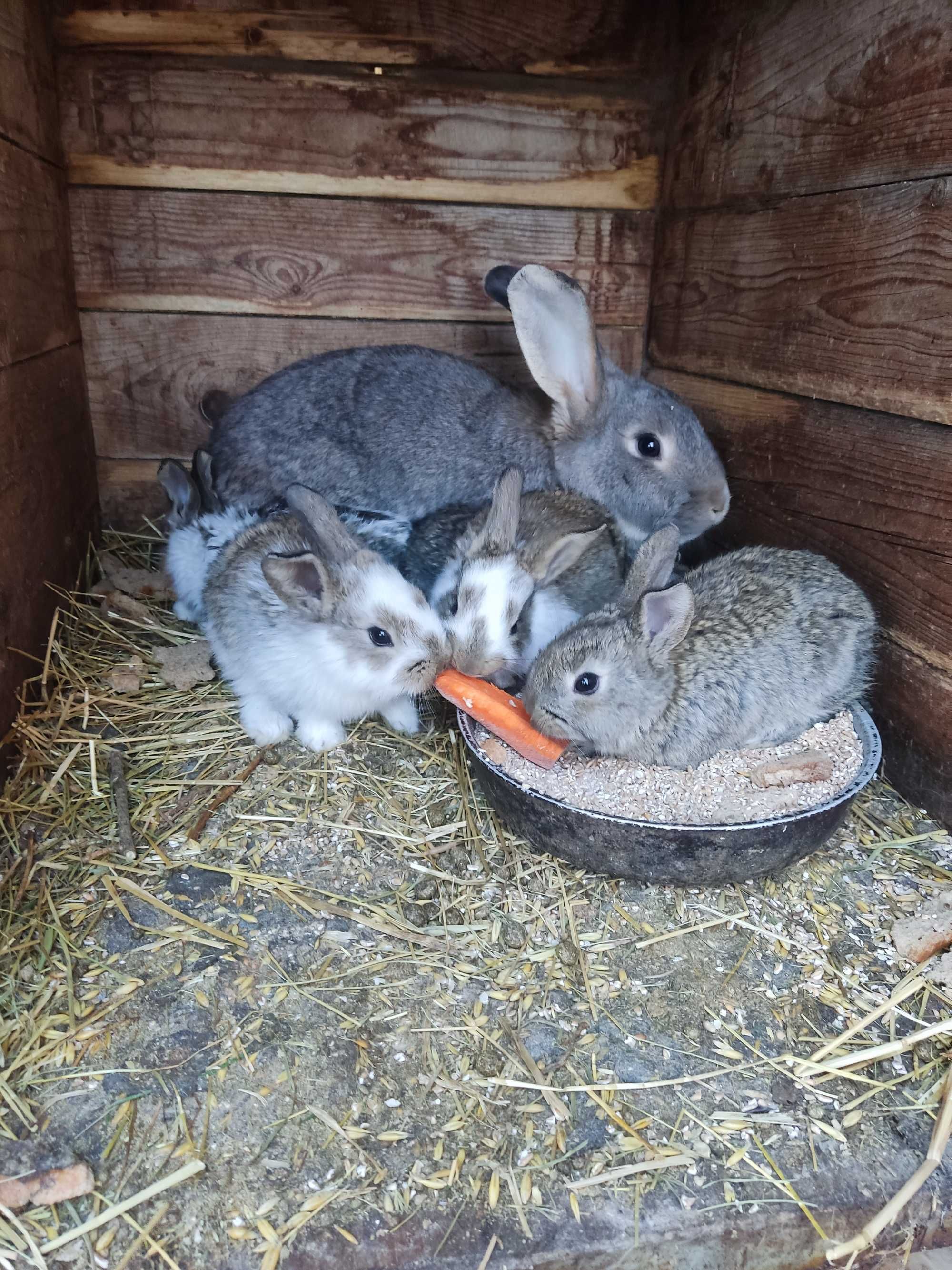 Króliki młode  tuszki bądź do dalszej hodowli