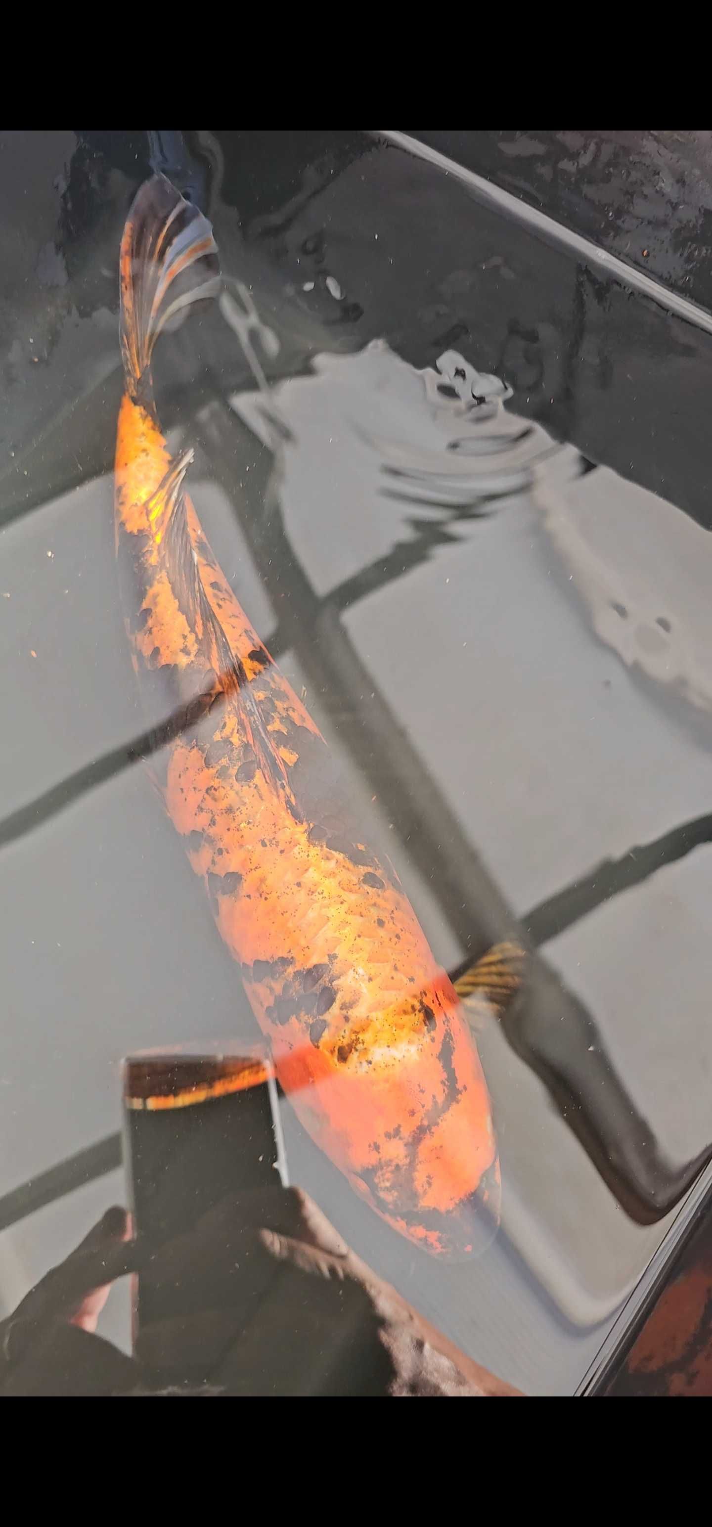 Carpa koi kin ki utsuri