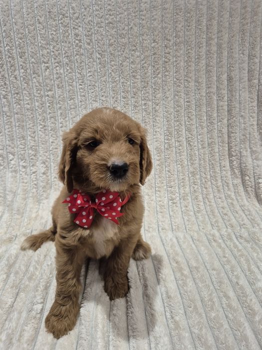 Goldendoodle f1 standard