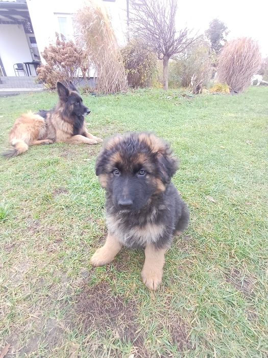 Owczarek niemiecki Pies