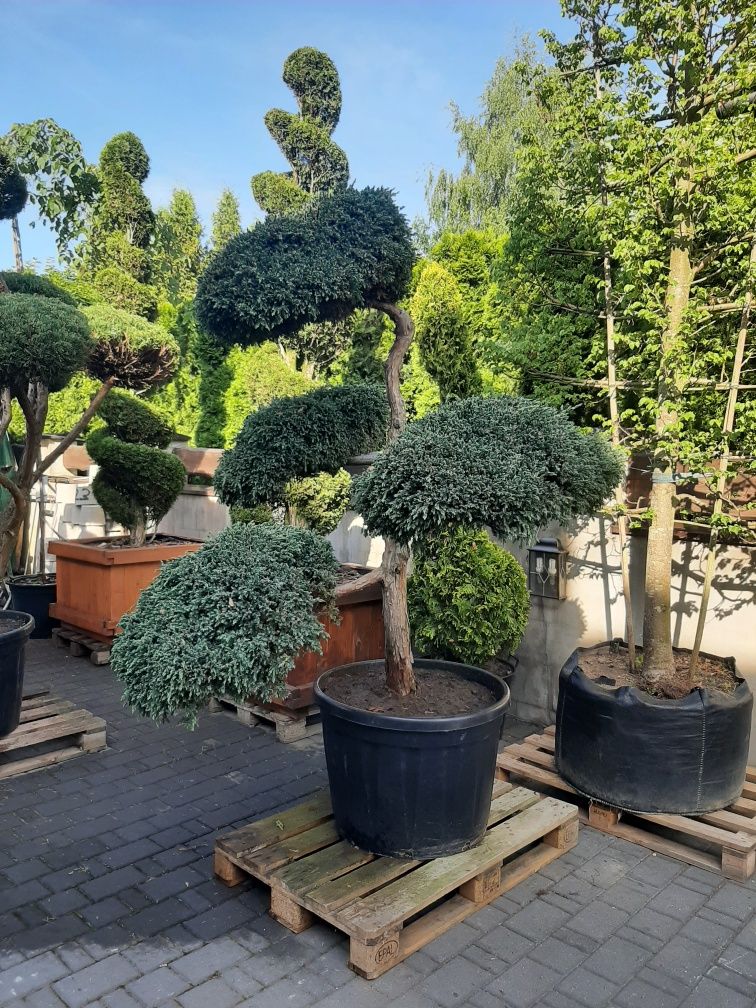 Bonsai ,jalowiec swierk sosna