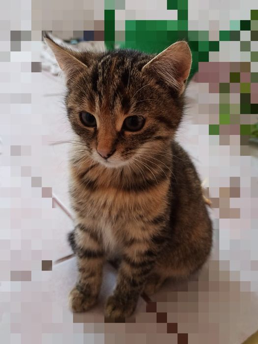 Oddam w dobre ręce małą kotkę