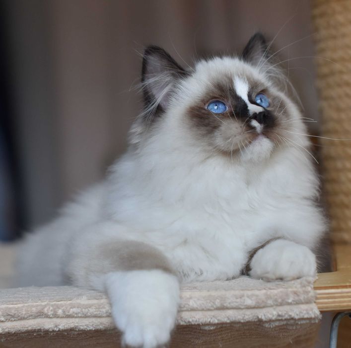 Kocurek Ragdoll gotowy do zmiany domku