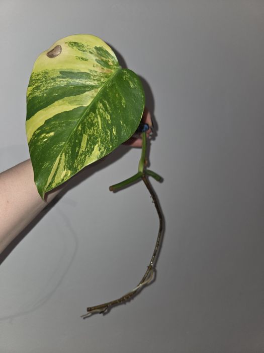 Monstera marmorata aurea