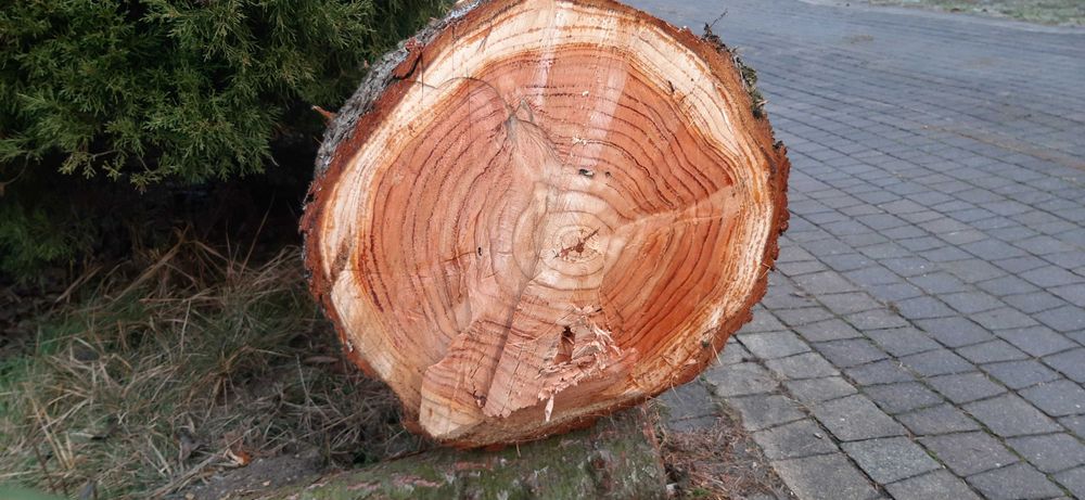 pień modrzewia, modrzew prosty 7 m drewno na deski