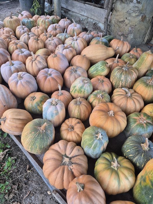 Abóboras menina colheita 2025