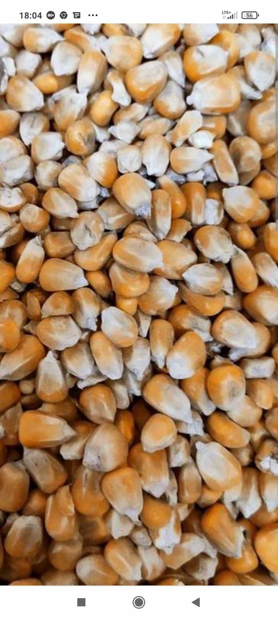Melasa Buraczana i inne produkty paszowe