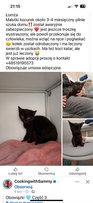 Czarny piękny koteczek.