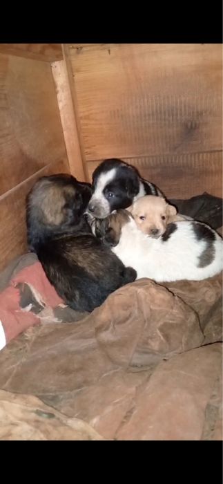 Терміново! Віддаю собачат!