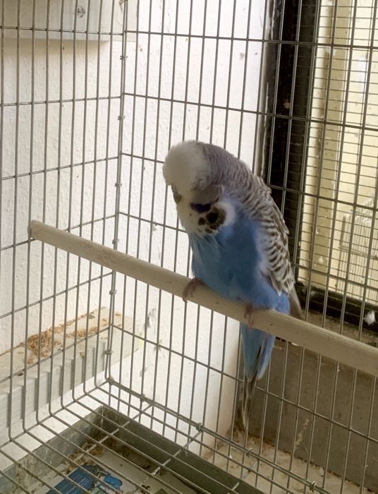 Casal piriquito ingles