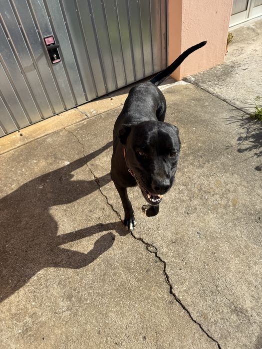 Da-se cachorro porte grande