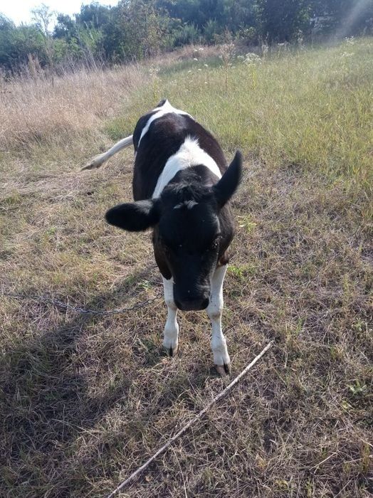 Продам тиличку від гарної корови