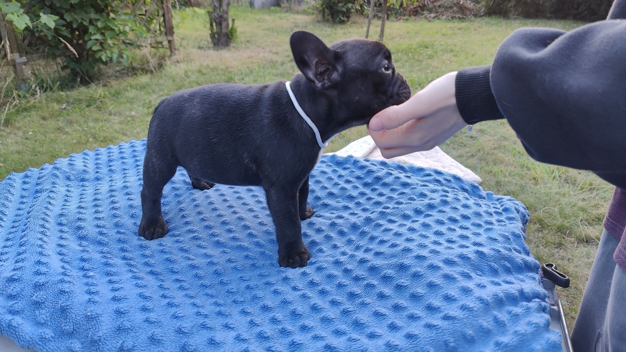 Buldog francuski czarna suczka ZkwP/FCI