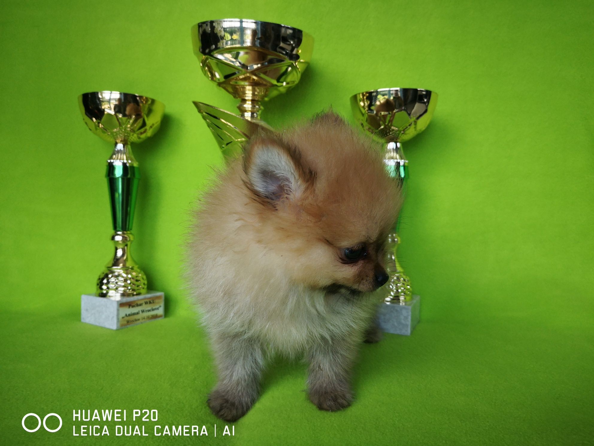 Szpic miniaturowy  pomeranian piesek z rodowodem