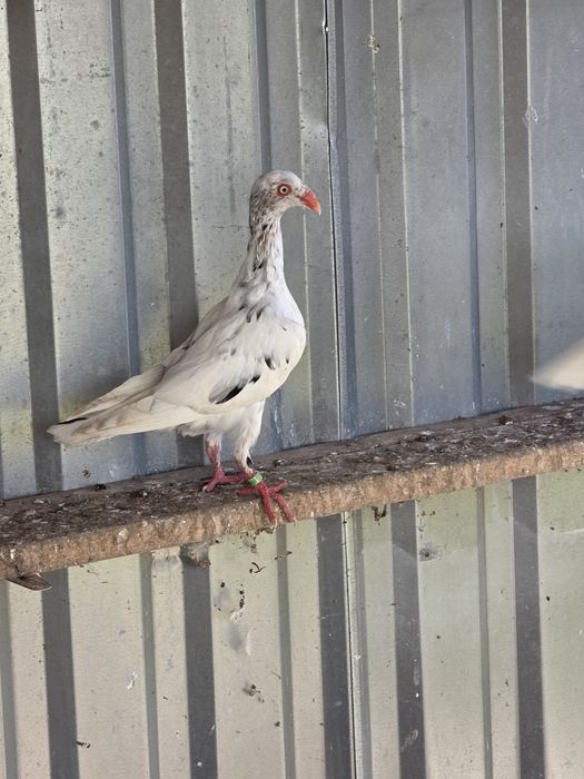 Biały nakrapiany duński lotny