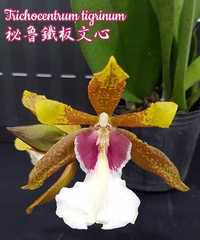 Орхідея трихоцентрум тігрінум Trichocentrum tigrinum