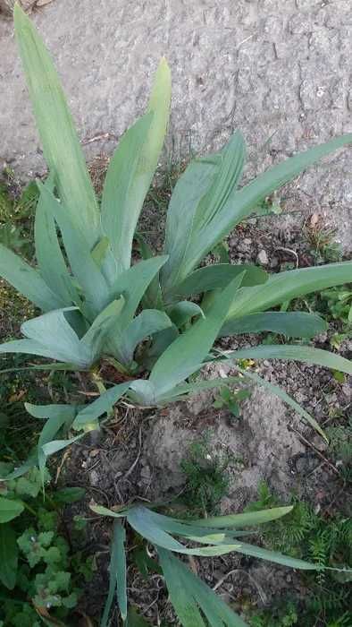 IRYS Primula (Kosaciec) - cena za 3 bulwy