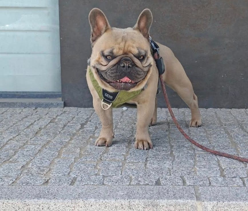 Bulldog francês exótico