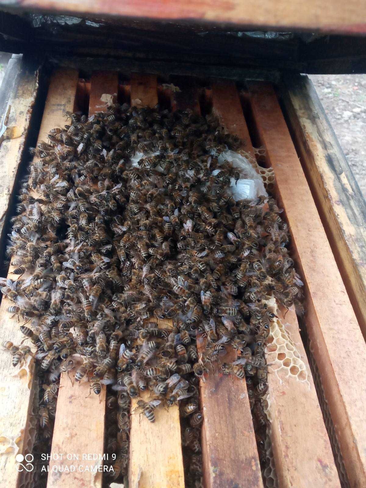 Продам  пакети бджоло сім'ї