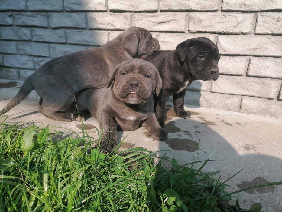 щенки кане корсо