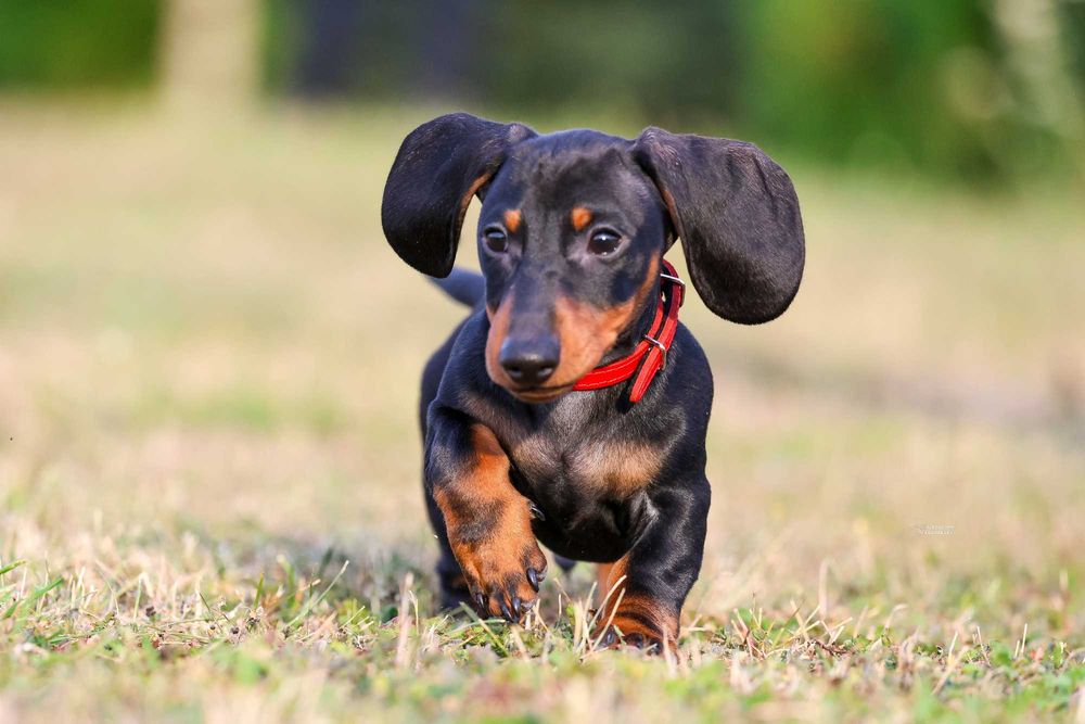 Jamnik Miniaturowy krótkowłosy piesek ZKwP FCI