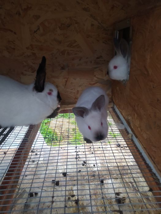 Кролики породы Калифорния