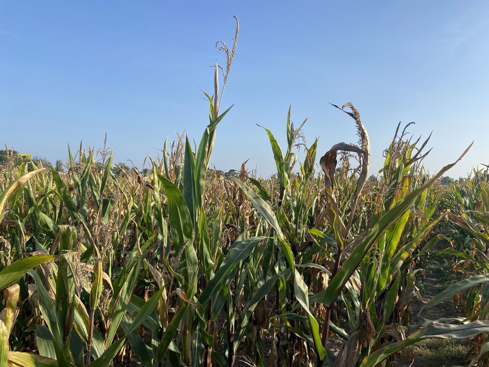 Kukurydza na kiszonkę 1,5ha za 7000zł