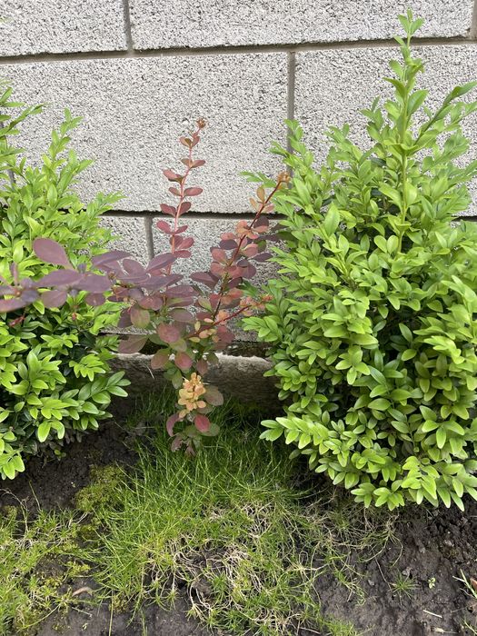 Барбарис Тунберга бордового кольору