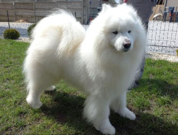 Sprzedam Samoyed/ Samojed szczeniak FCI
