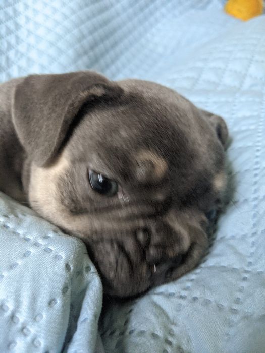 Продам хлопчика французького бульдога