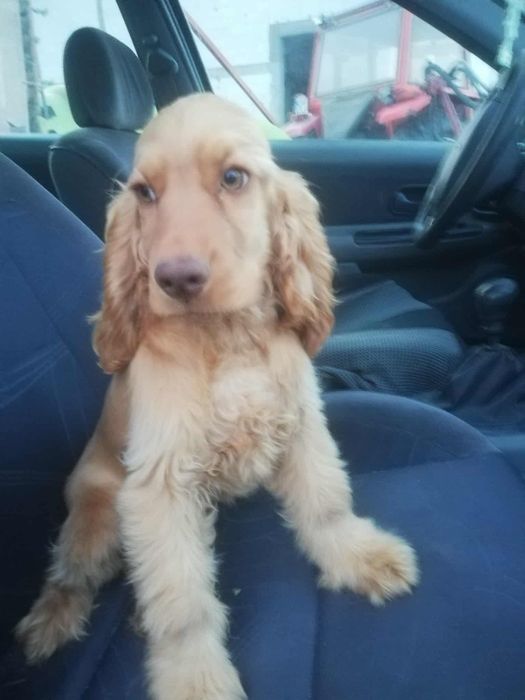 Piesek Cocker spaniel