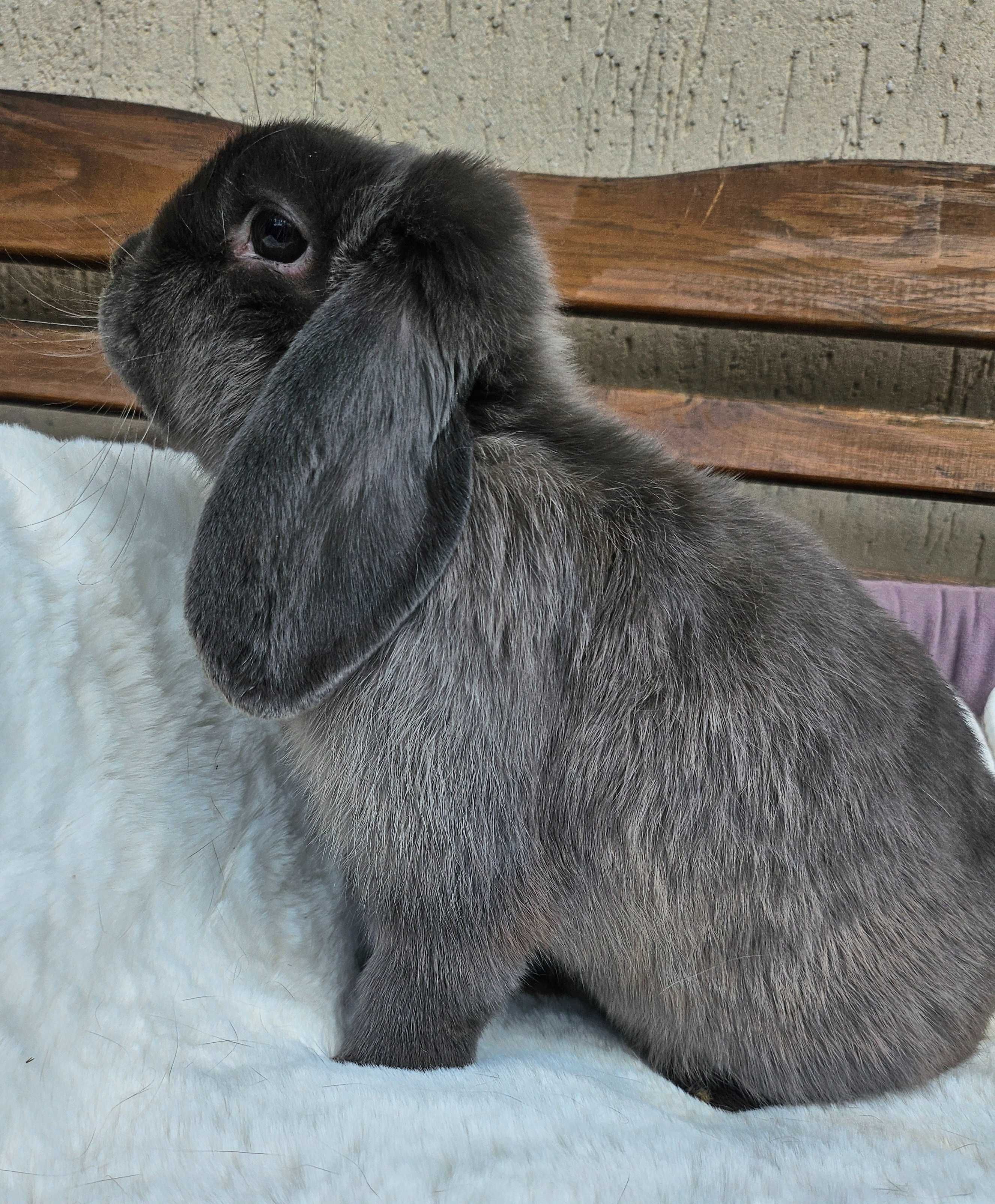 Króliki Mini Lop geny Niemieckie hodowla legalna zarejestrowana