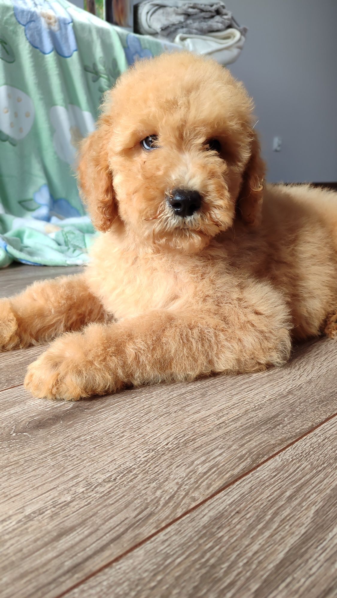 Goldendoodle F1b