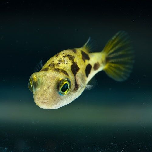 Kolcobrzuch Karłowaty - Sklep Zoologiczny