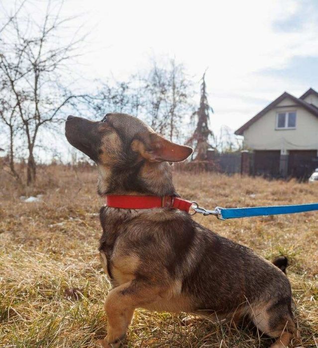 Nieduży Groszek szuka swojej Rodzinyy