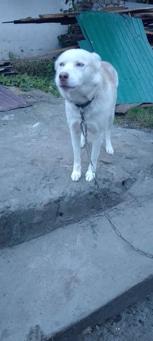 Віддам собаку в добрі руки