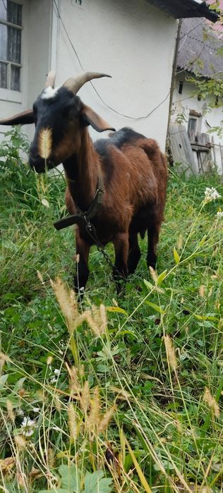 Продається англо нубійська коза. Слухняна, молочна. Все їсть