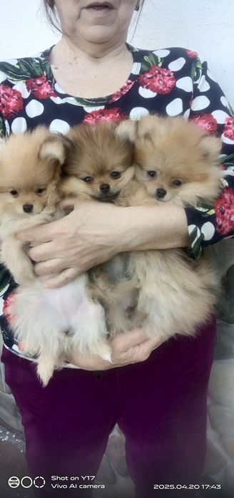 Померанський шпіц .Акція.