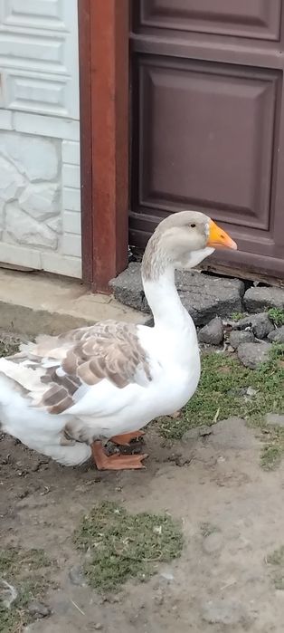 Продам гусей 1200 гр.