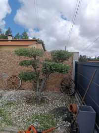 Jardinagem e manutenção de jardins