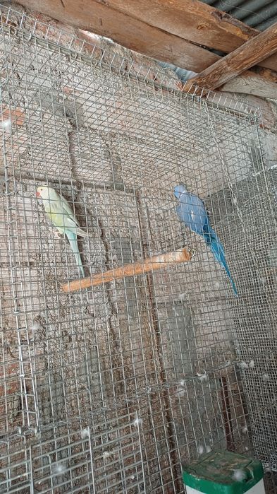 Casal de ring neck violeta cleartail