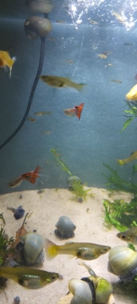 Guppys. Criação própria.