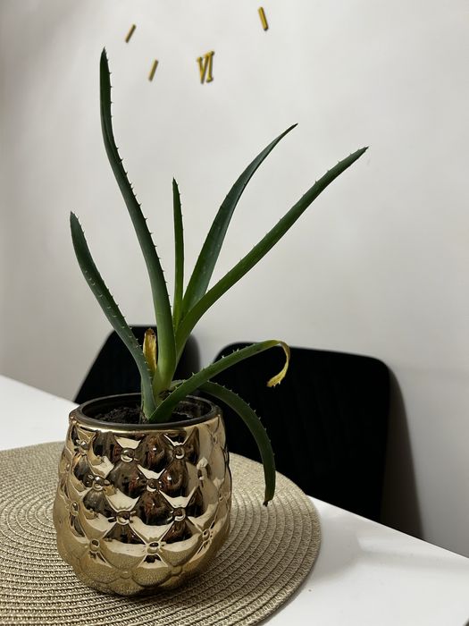 Aloes roslina sadzonka kwiat