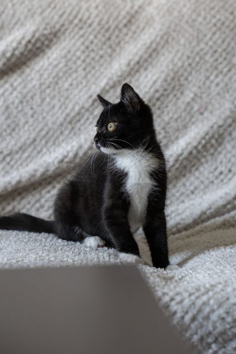 Baton słodki przyjaciel