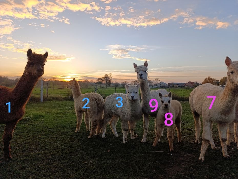 Alpaka Stado alpak alpaki