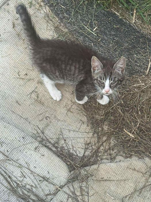 3 kociaki do pilnej adopcji