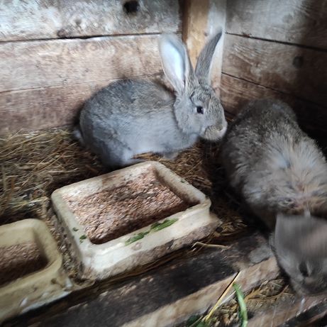 Sprzedam młode króliki rasy belgijski olbrzym